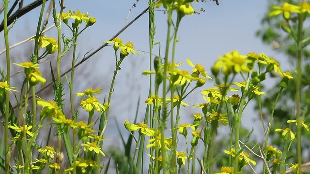 Yellow daisies against the sky Doronicum