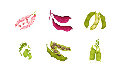 Grain Legumes or Pulse Crop with Pods and Beans Vector Set