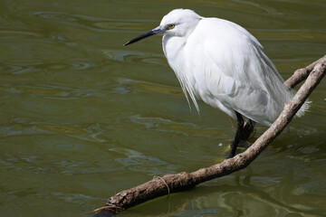 Little egret is standing in the pond in a relaxed mood.