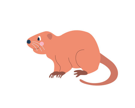 Cute funny nutria on a white background. Vector image in cartoon flat style. Decor for children's posters, postcards, clothing and interior decoration