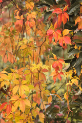 Red leaves in a corner in front of yellow leaves on a fall day in Germany.