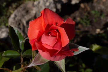 Rosa roja de jardín en primavera