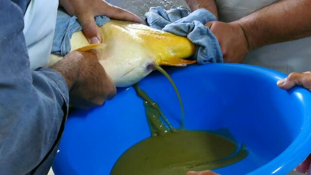 Taking Caviar from a Female Carp ; Taking fish eggs from a female carp for artificial insemination