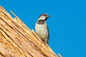 House sparrow perched on straw roof