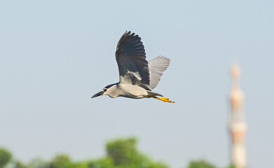 Black-crowned night heron in flight