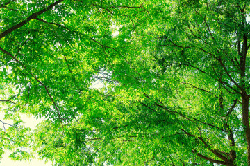 Fototapeta premium Fresh Spring Leaves In The Forest