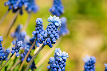 spring blue muscari flowers growing against the background of nature