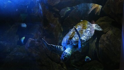 Obraz na płótnie Canvas Green Sea Turtle in the town Oceanarium.