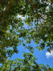 green leaves and sky