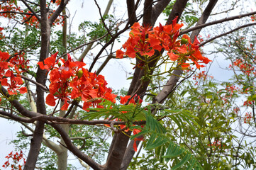 A beautiful tree carrying beautiful red flowers on it.