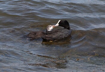 Eurasian coot (common coot, Fulica atra) family feeding. Parent gives algae to juvenile bird. Adult Australian coot and baby chick interaction. Waterbirds offsprings brood. Motherhood and care concept