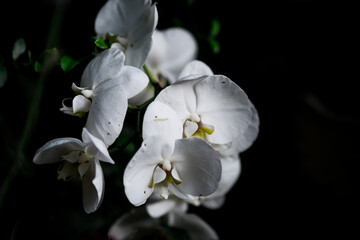 white blooming orchid in the botanical garden on dark background. the concept of ecology. natural background