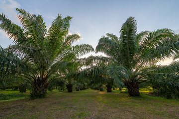 Fototapeta na wymiar Palm trees in the garden