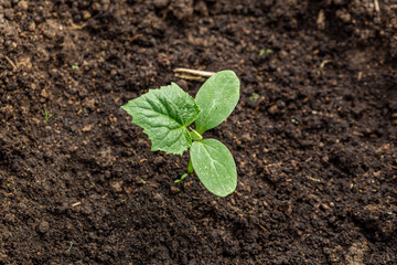 Young sprout new cucumber plant at soil