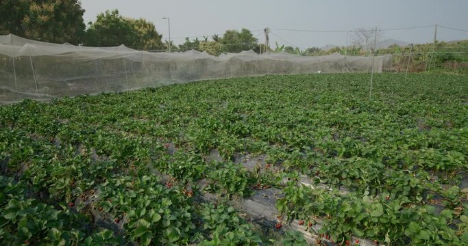 Organic strawberry farm in countryside