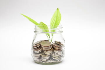 Growing plant from jar. Sprout with leaves growing out jar with Coins