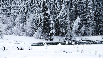 Pine Forest Covered by Thick Snow in Rocky Mountains