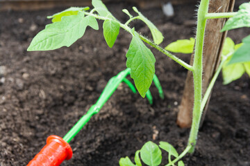 omato seedlings were transplanted into the ground in the spring. Transplanted tomato seedlings into the soil