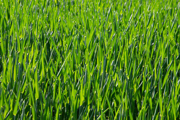 Green young crop plants in a field with morning dew drops for natural background