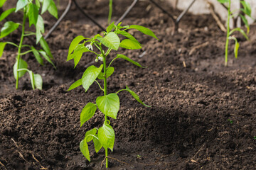 Pepper seedlings are transplanted into open ground in spring or summer. Pepper seedlings were transplanted into the soil in a greenhouse. Growing vegetables in the garden. Home hobby