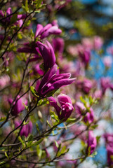 beautiful bloom of lilac magnolias in the park in the spring.
Shooting is done with a shallow depth of field.