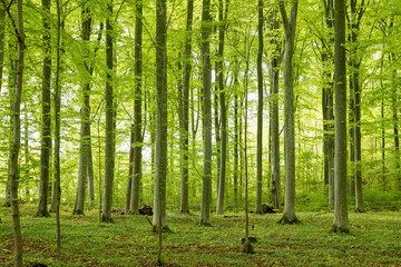 Fototapeta na wymiar Scenic view of a beech wood landscape in spring