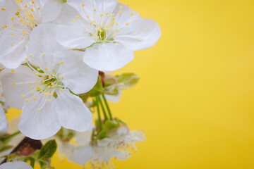 Flower on a yellow background, under water in air bubbles.