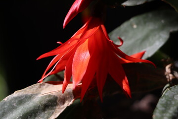 close-up photo of red blooming christmas cactus
