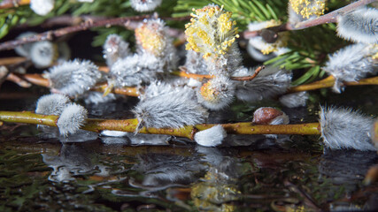 Willow branch with water drops on a black background close-up, postcard, template © MIKHAIL