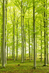Fototapeta premium Scenic view of a beech wood landscape in spring