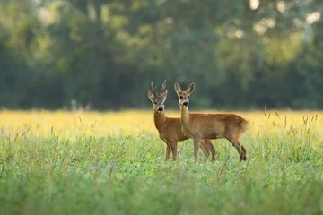 Rolgordijnen Roe deer, capreolus capreolus, couple standing close together on green field in sunny summer nature. Buck and doe looking on meadow in mating season. Two brown mammals observing on glade. © WildMedia