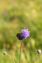 Bumblebee and hoverfly on a Jasione montana flower in summer