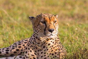 Cheetah lying in the savannah