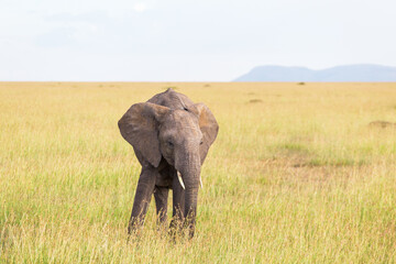 Fototapeta na wymiar Elephants on the savannah with the horizon