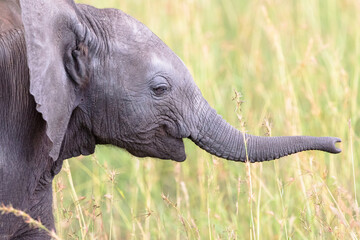Elephant calf playing with his trunk in the grass