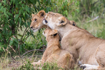 Lioness licking one of her cubs in the savannah