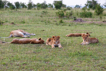 Lion flock on the savanna with cubs