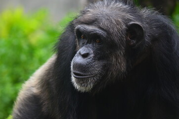 Fototapeta premium the chimp's gaze