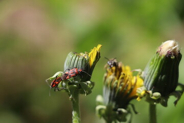 insects on dandelions
