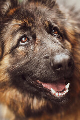 A close up on a german shephards head, female, 2 year old happy, bright eyes, it wet from the rain