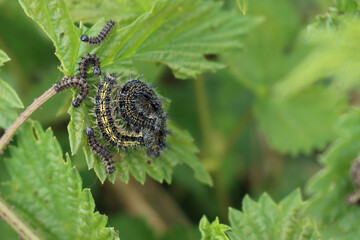 Close-up of Pieris brassicae caterpillar. Many caterpillars of white cabbage butterfly on a green plant