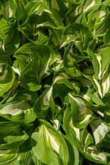 Close-up of green hosta leaves with white stripes as a natural background. Ornamental plant for landscaping parks and garden design.