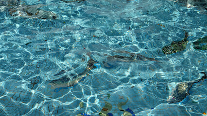 Crystal Clear Pool Water Reflects the Fish Pattern