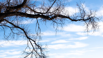 Fototapeta na wymiar Beautiful bare tree branches against blue sky
