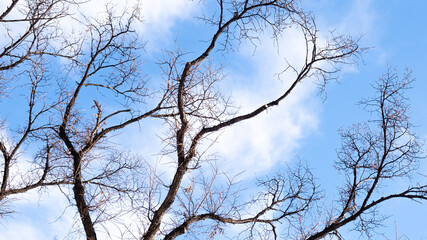 Beautiful bare tree branches against blue sky