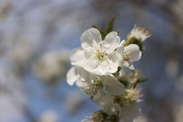 Close-up of white Apple flowers on branch on a sunny day in the orchard. Malus domestica 