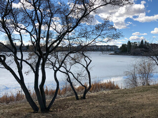 A beautiful tree by a frozen lake