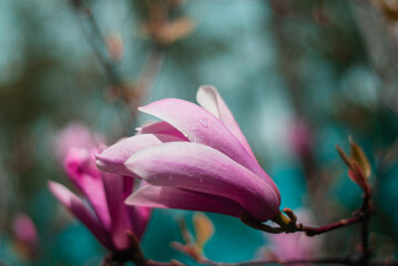 beautiful bloom of pink magnolias in the park in the spring.
Shooting is done with a shallow depth of field.