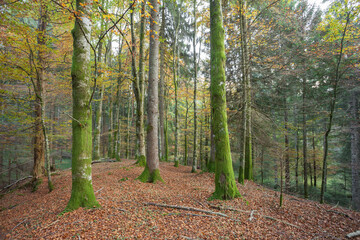 foliage inside an Italian forest at fall