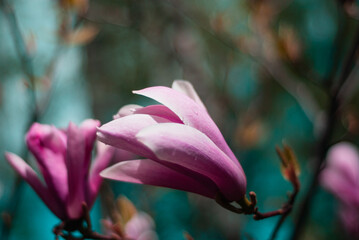 beautiful bloom of pink magnolias in the park in the spring.
Shooting is done with a shallow depth of field.